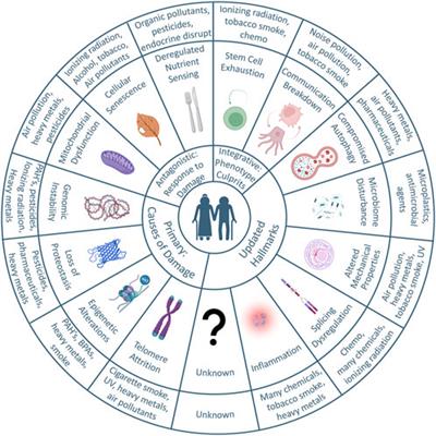 Aging, longevity, and the role of environmental stressors: a focus on wildfire smoke and air quality